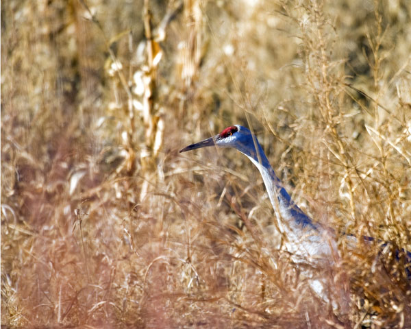 Bosque1Bird8x10color