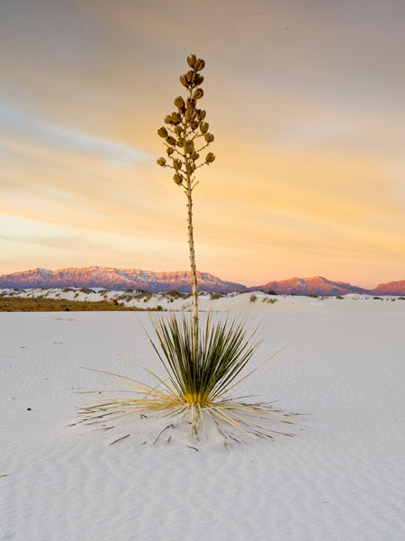 WhiteSands39x12color