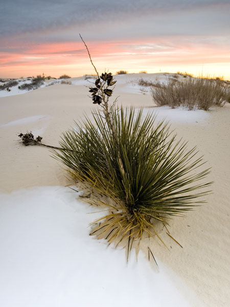 WhiteSands69x12color