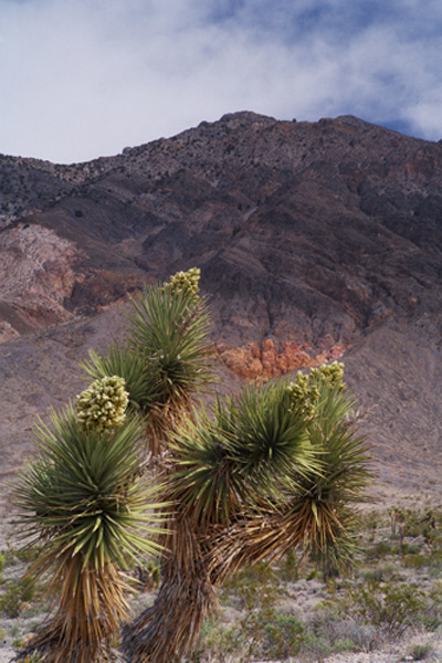 _Joshua_Trees