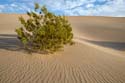 Bush on the Dunes at#157C90