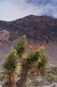 _Joshua_Trees