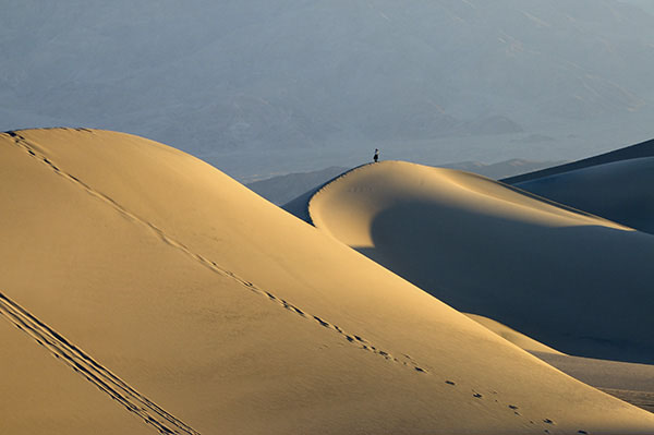 Dune Walker