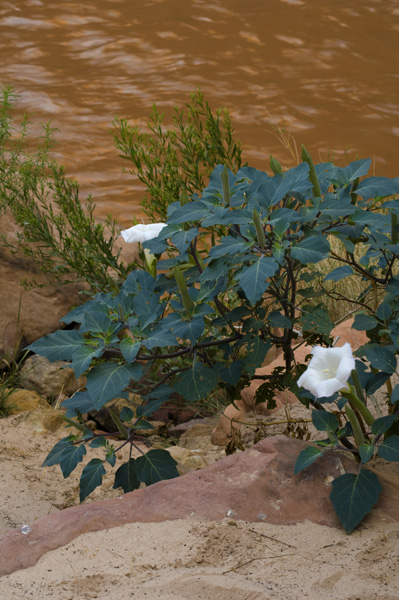 Sacred Datura