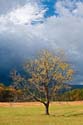 Approaching Storm and Tree