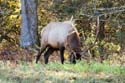 Cataloochee_20071021_1041_