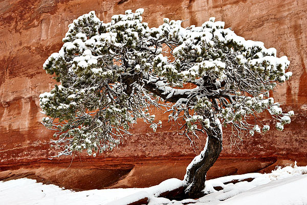 Snowy Tree 0385