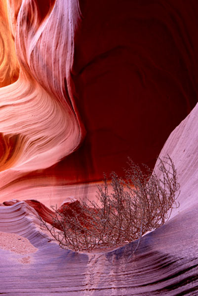 ______Canyon_Tumbleweed