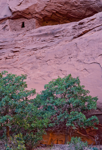 Burial Site with Tree