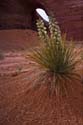 Yucca Flower with Arch 