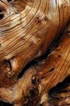 Bristlecone Pine Log