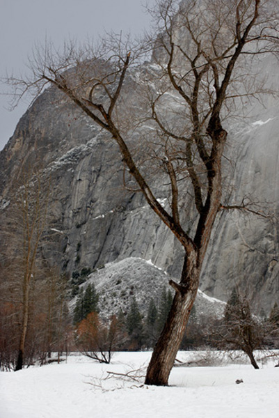 _Snow_Trees copy