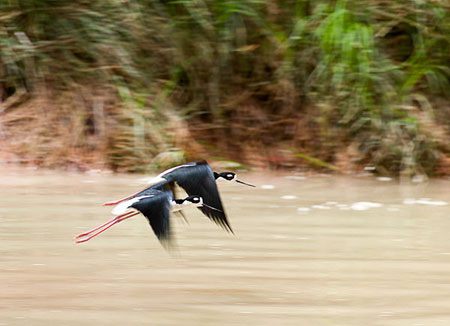 Black Necked Stilts